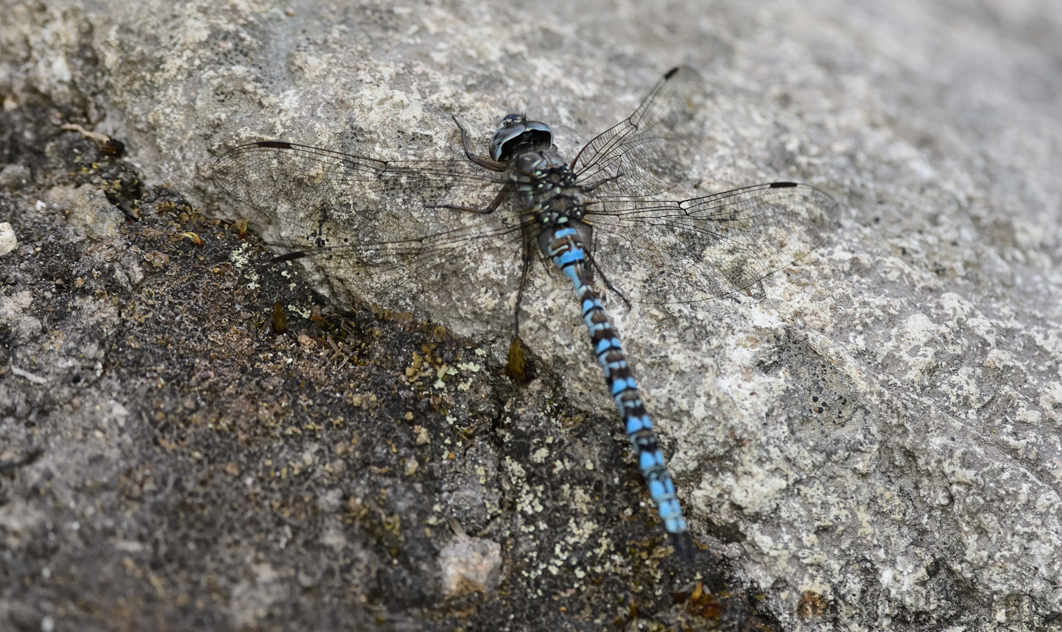 Aeshna interrupta [400 mm, 1/800 sec at f / 7.1, ISO 2000]